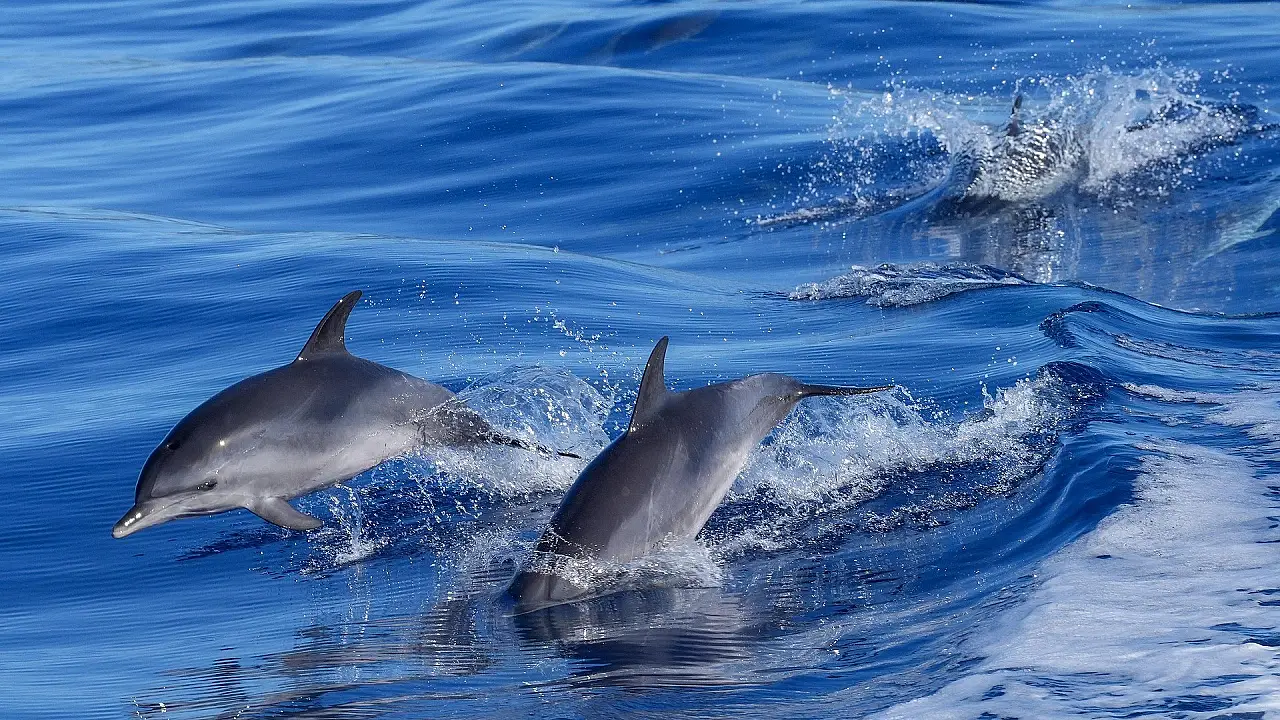 Bali Dolphin Sunrise Tour